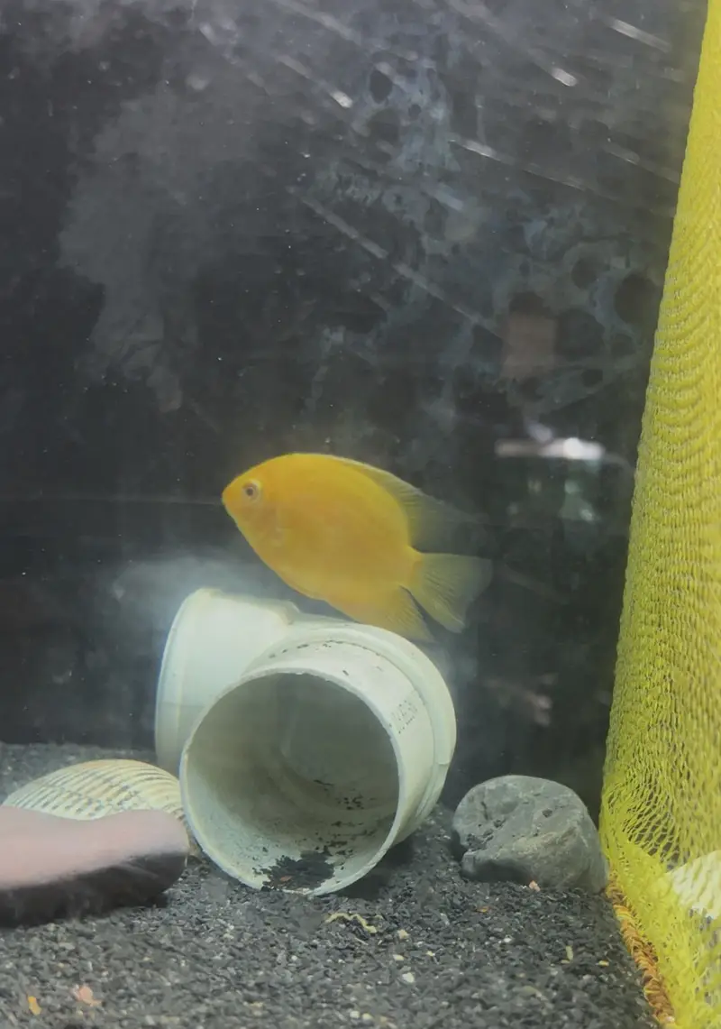 Healthy Severum Cichlid 3.5 Inch Price: Rs 5,000 — photo 3