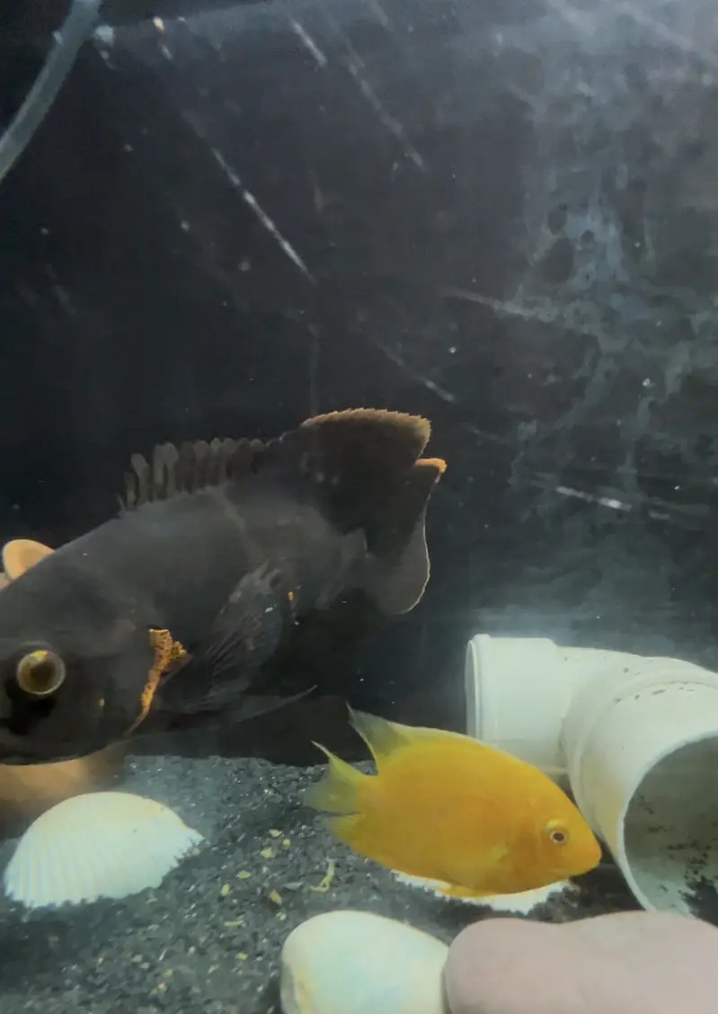 Healthy Severum Cichlid 3.5 Inch Price: Rs 5,000 — photo 4