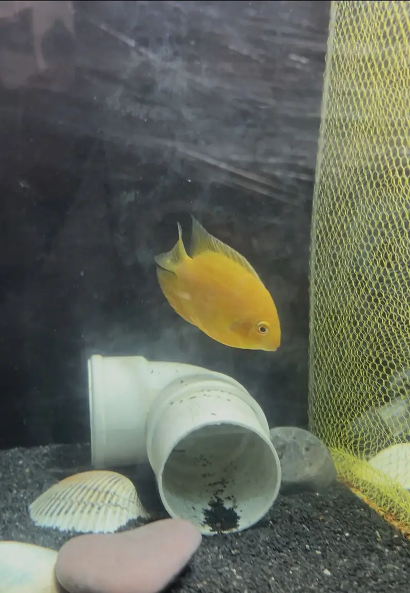 Healthy Severum Cichlid 3.5 Inch Price: Rs 5,000 — photo 5