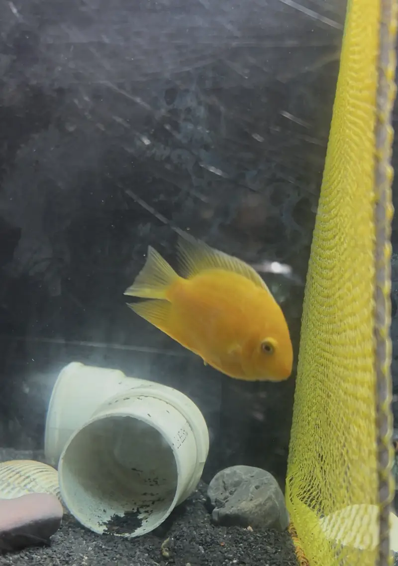 Healthy Severum Cichlid 3.5 Inch Price: Rs 5,000 — photo 6