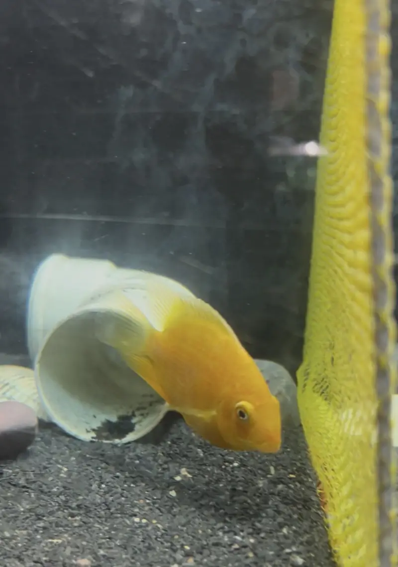 Healthy Severum Cichlid 3.5 Inch Price: Rs 5,000 — photo 7