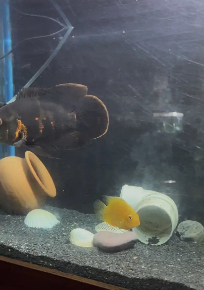 Healthy Severum Cichlid 3.5 Inch Price: Rs 5,000 — photo 8