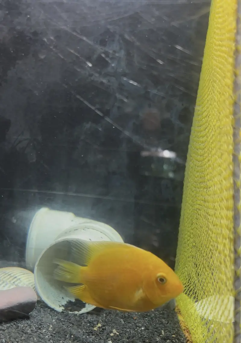 Healthy Severum Cichlid 3.5 Inch Price: Rs 5,000 — photo 9