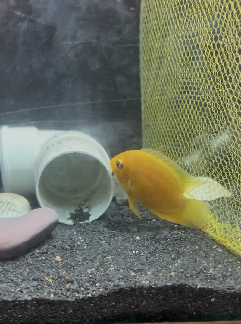 Healthy Severum Cichlid 3.5 Inch Price: Rs 5,000 — photo 10
