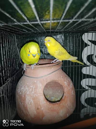Breeder budgie pair for sale.