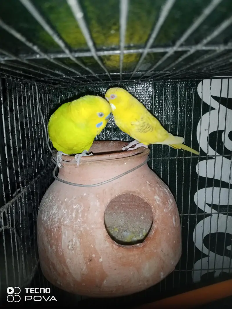 Breeder budgie pair for sale. — photo 2