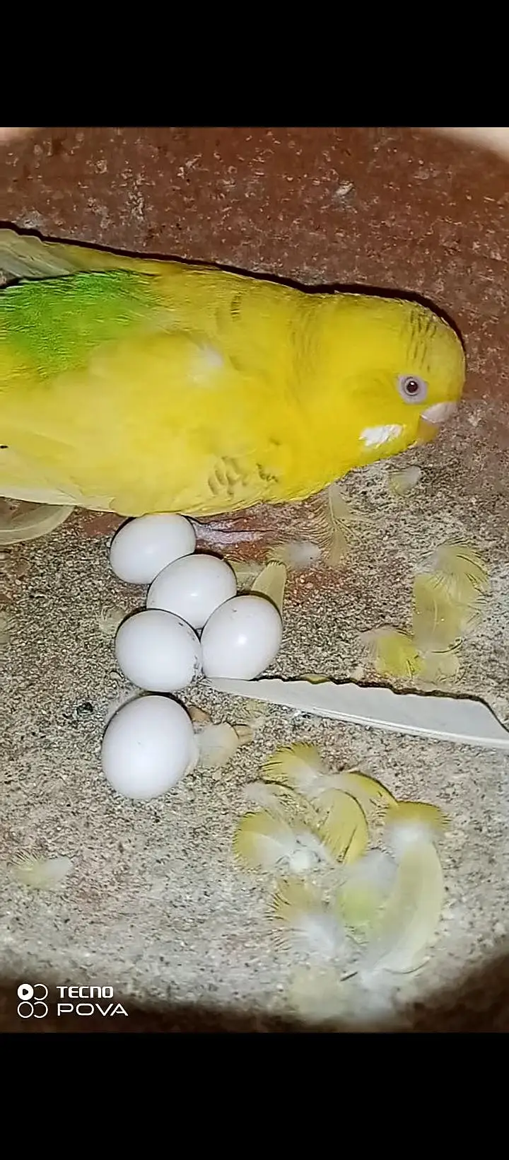 Breeder budgie pair for sale. — photo 3