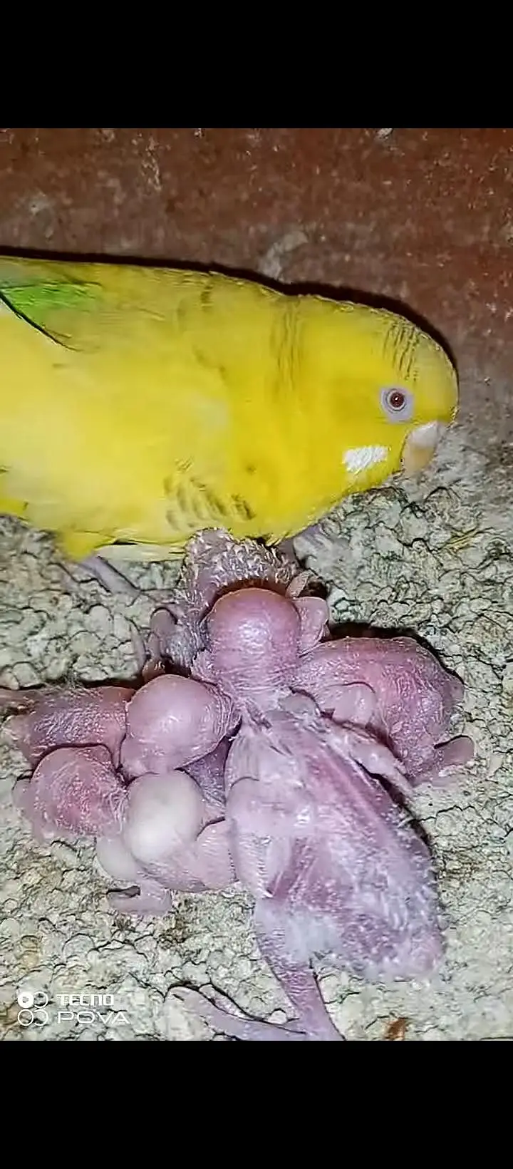 Breeder budgie pair for sale. — photo 4