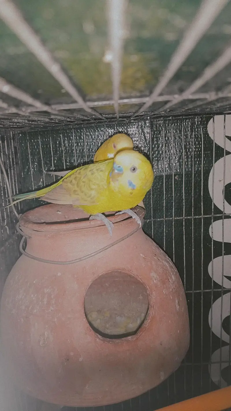 Breeder budgie pair for sale. — photo 5