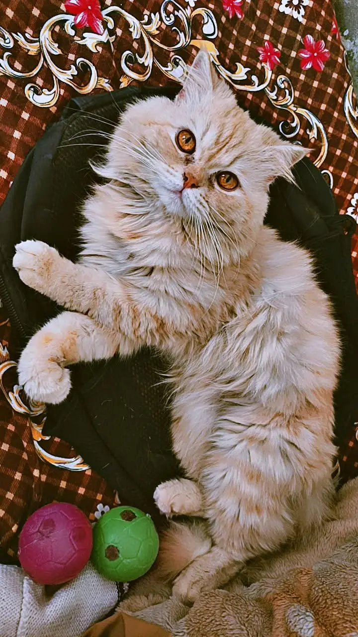 urgent sale — photo 4