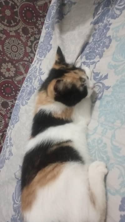 Want to sell my kitten