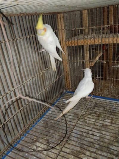 Cocktails pair for sale