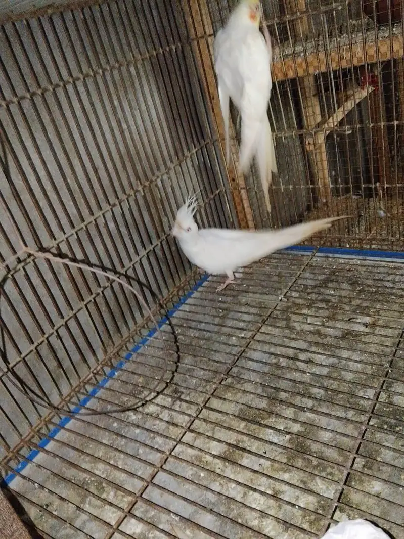 Cocktails pair for sale — photo 4