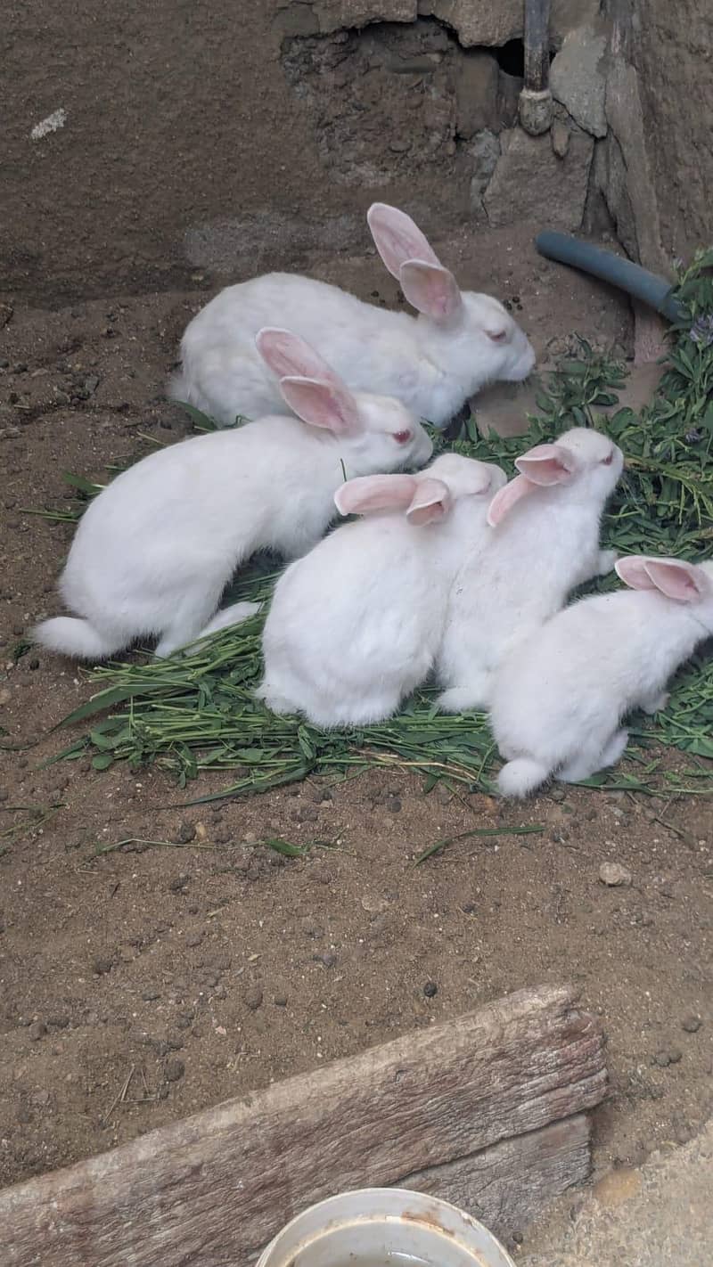 rabbits 0