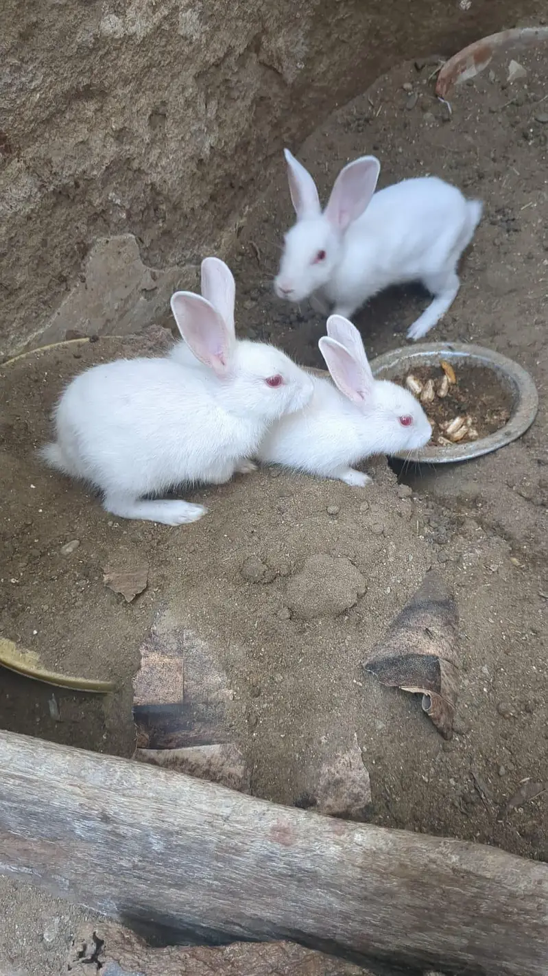 rabbits — photo 2