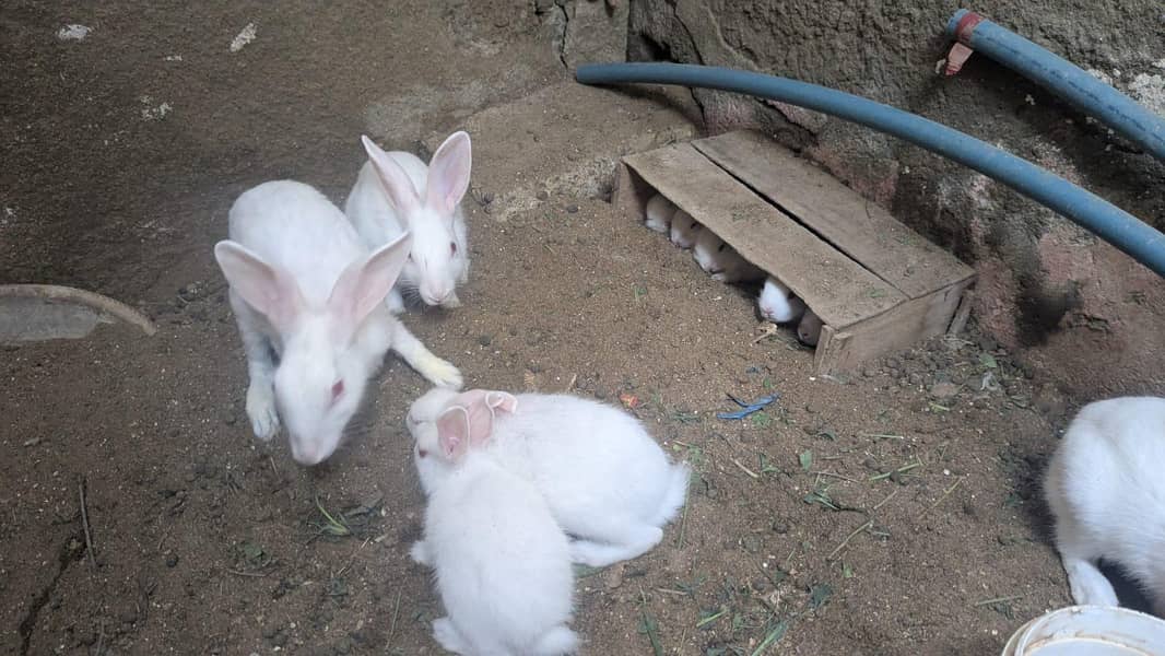rabbits 2
