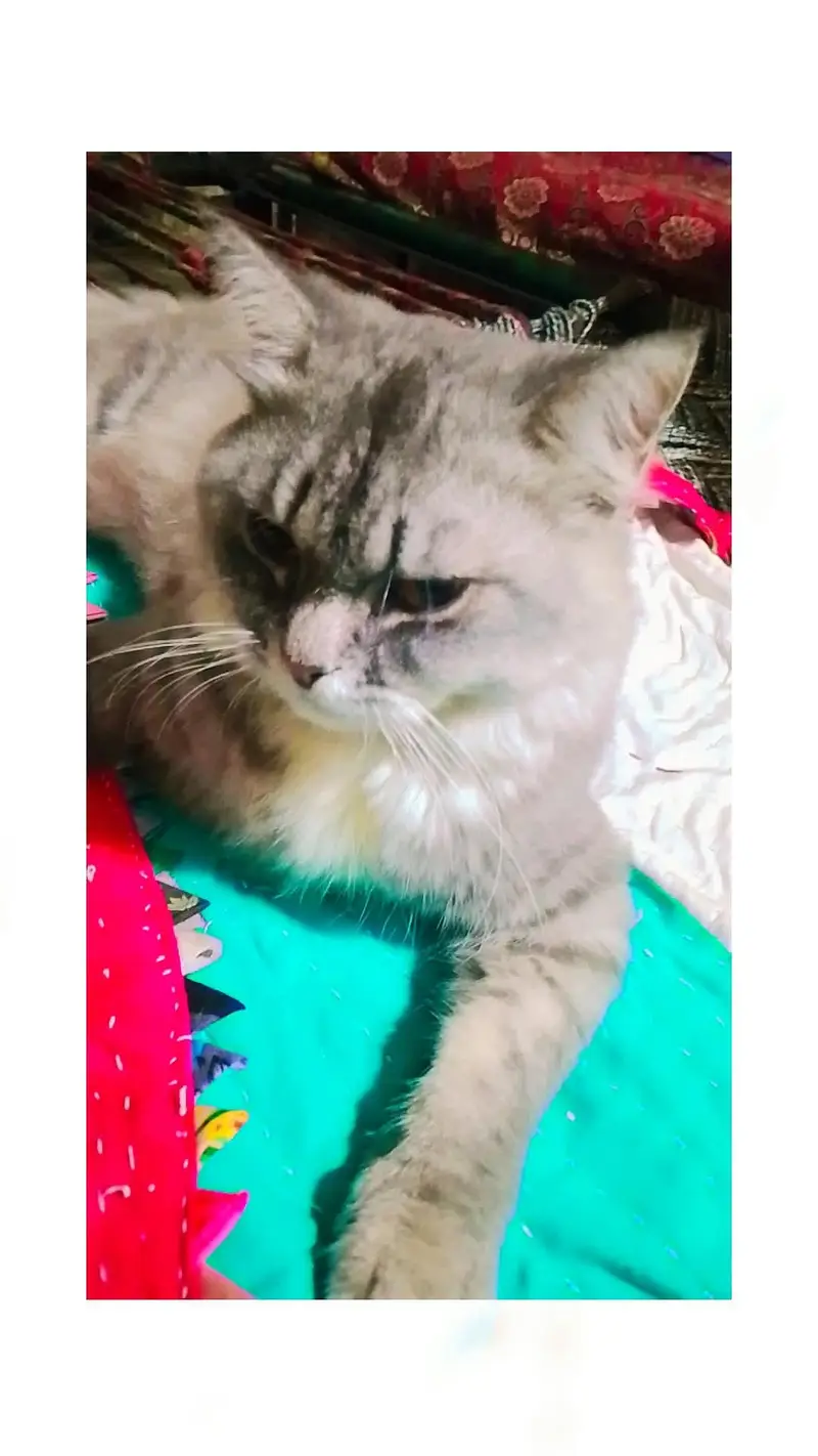 jis Bhai na Lana  wohi plz rabta karma thank you — photo 3