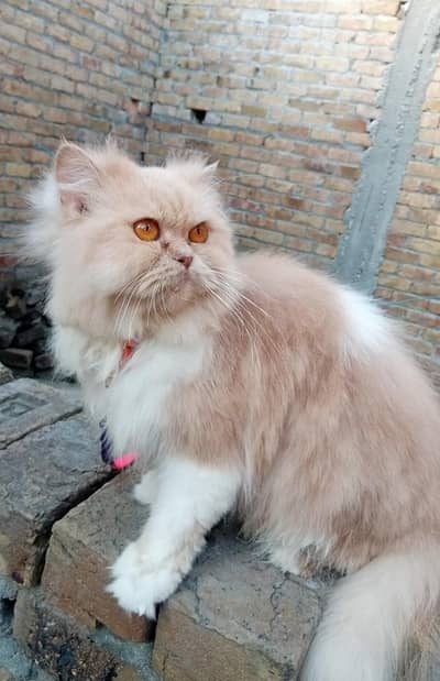 cat of sale