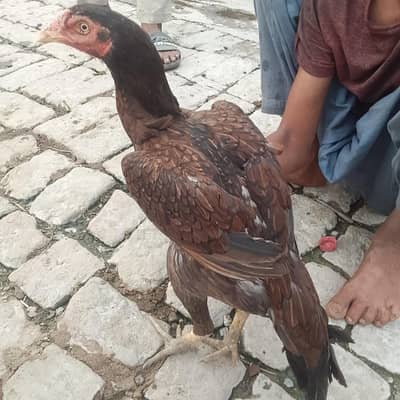aseel Sindhi murghi