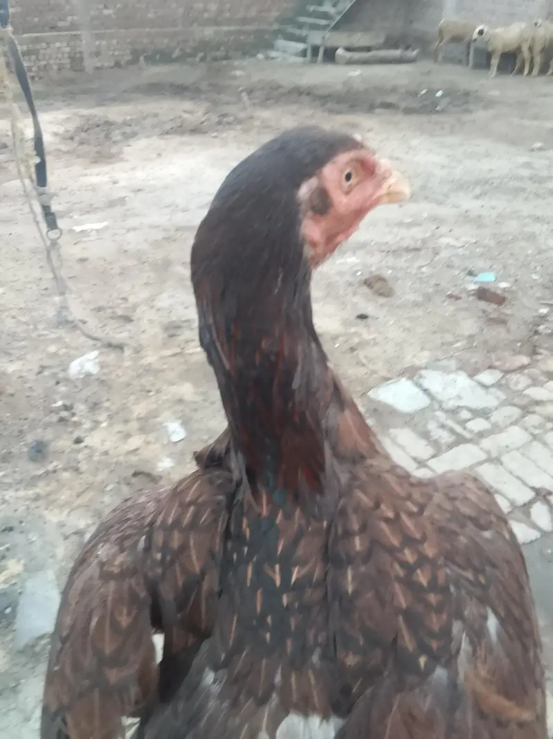 aseel Sindhi murghi — photo 6