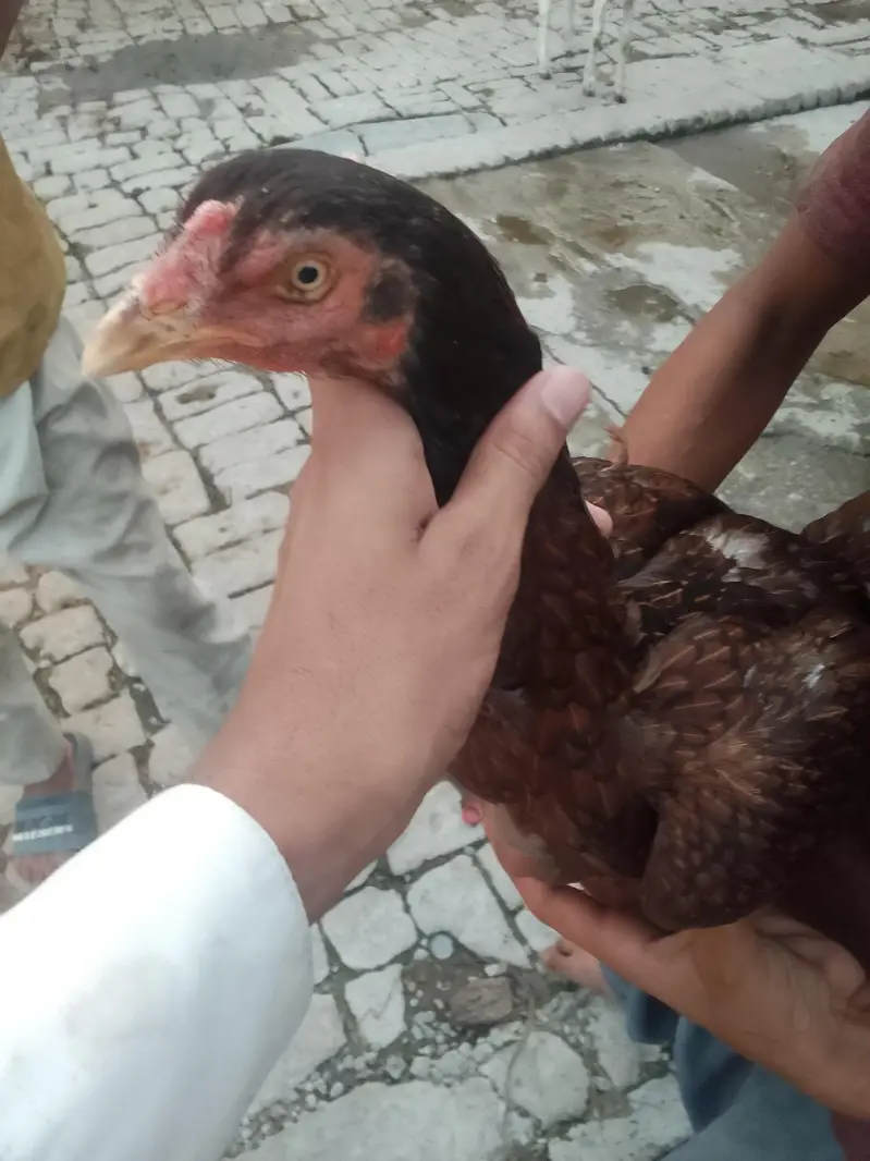aseel Sindhi murghi — photo 7