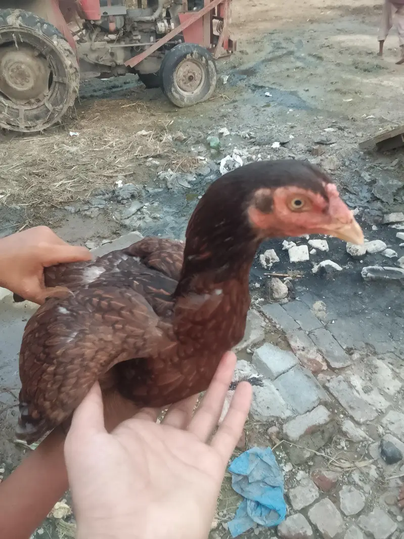 aseel Sindhi murghi — photo 8