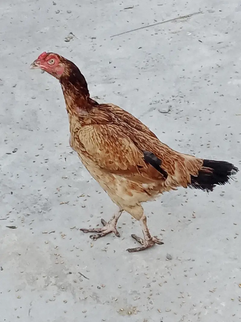 buhut acchi quality ki Hen h — photo 2