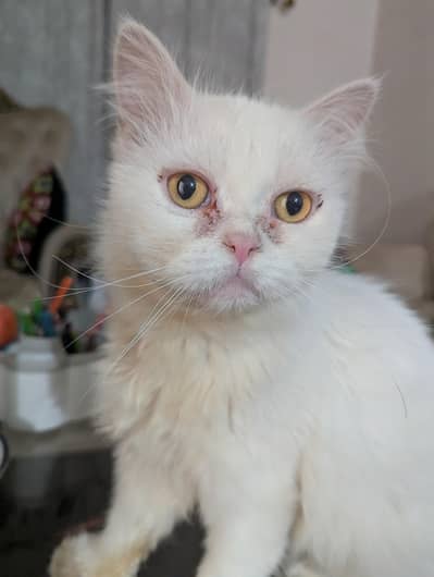 Persian Female Cat