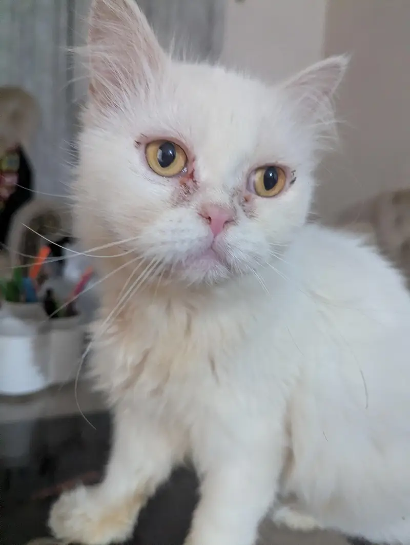 Persian Female Cat — photo 2