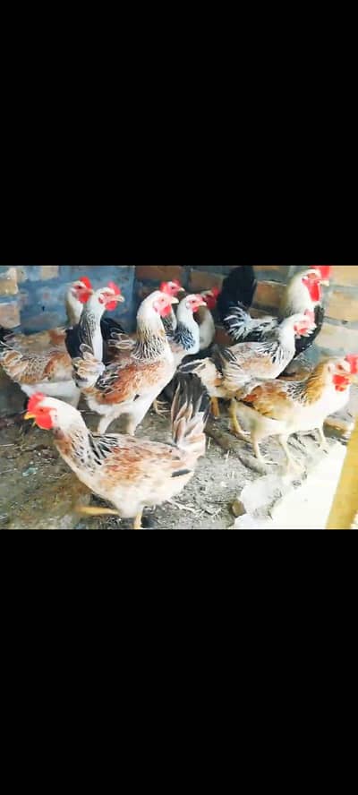 dandharvi hens starter eggs lawing