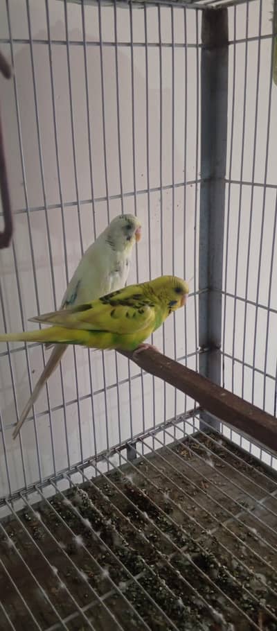 breeder pairs for sale