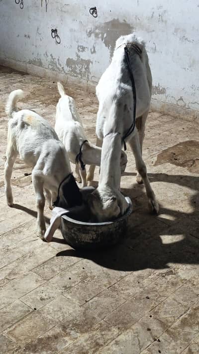 gulabi nasal with tow male kids