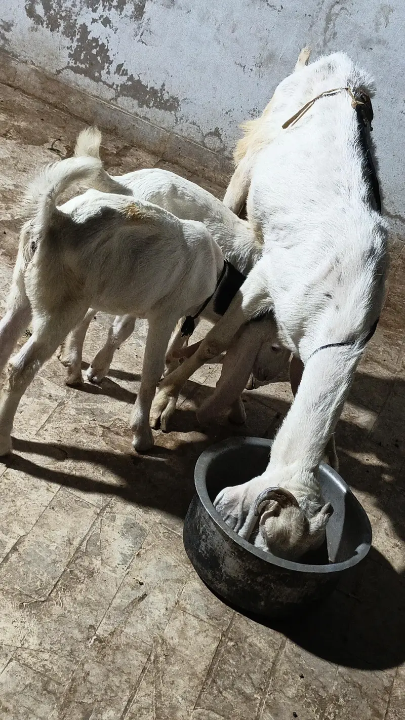gulabi nasal with tow male kids — photo 2
