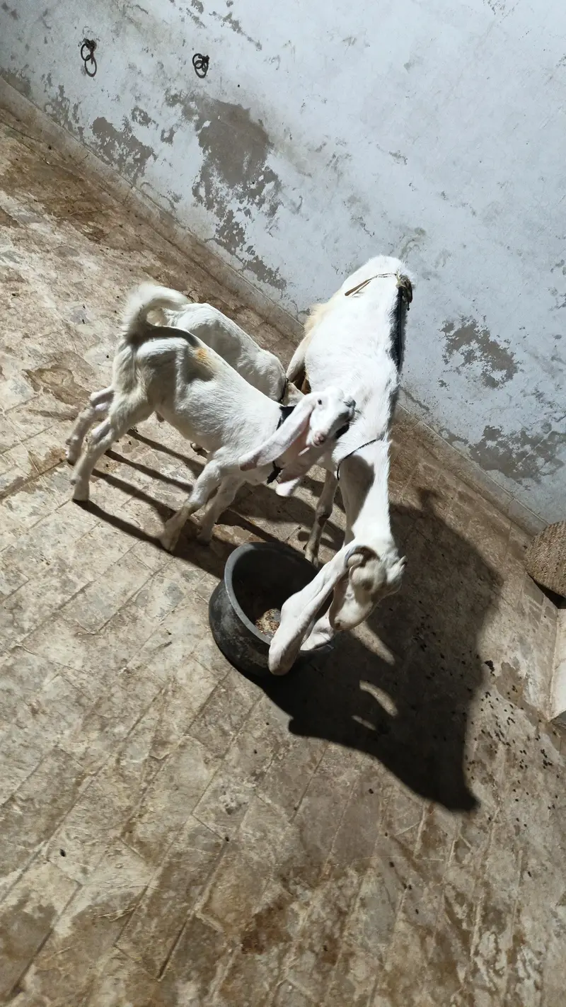gulabi nasal with tow male kids — photo 3