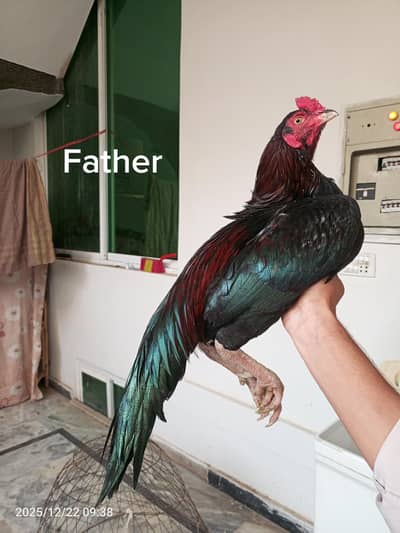 Homebreed Pathiyan