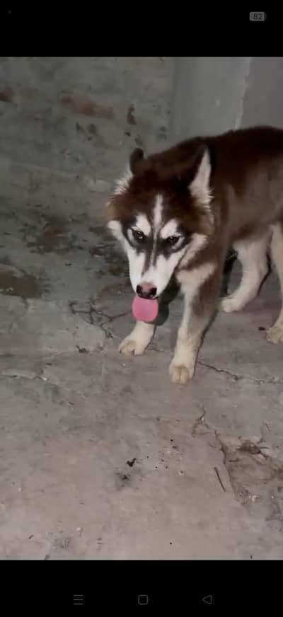 Siberian husky male 4 sale