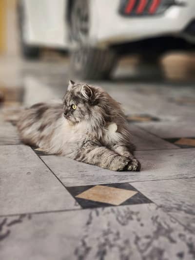“Beautiful Pure Persian Male & Female Cats for Sale 