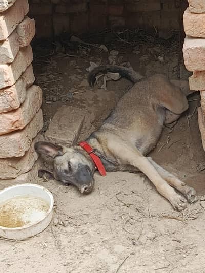 alcshan dog for  urgant sale