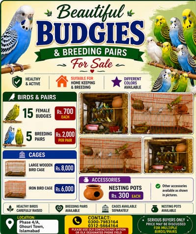 Beautiful Budgies Breeding Pairs for Sale – Cages Availab