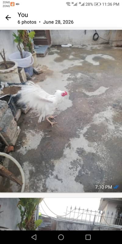 full white aseel male