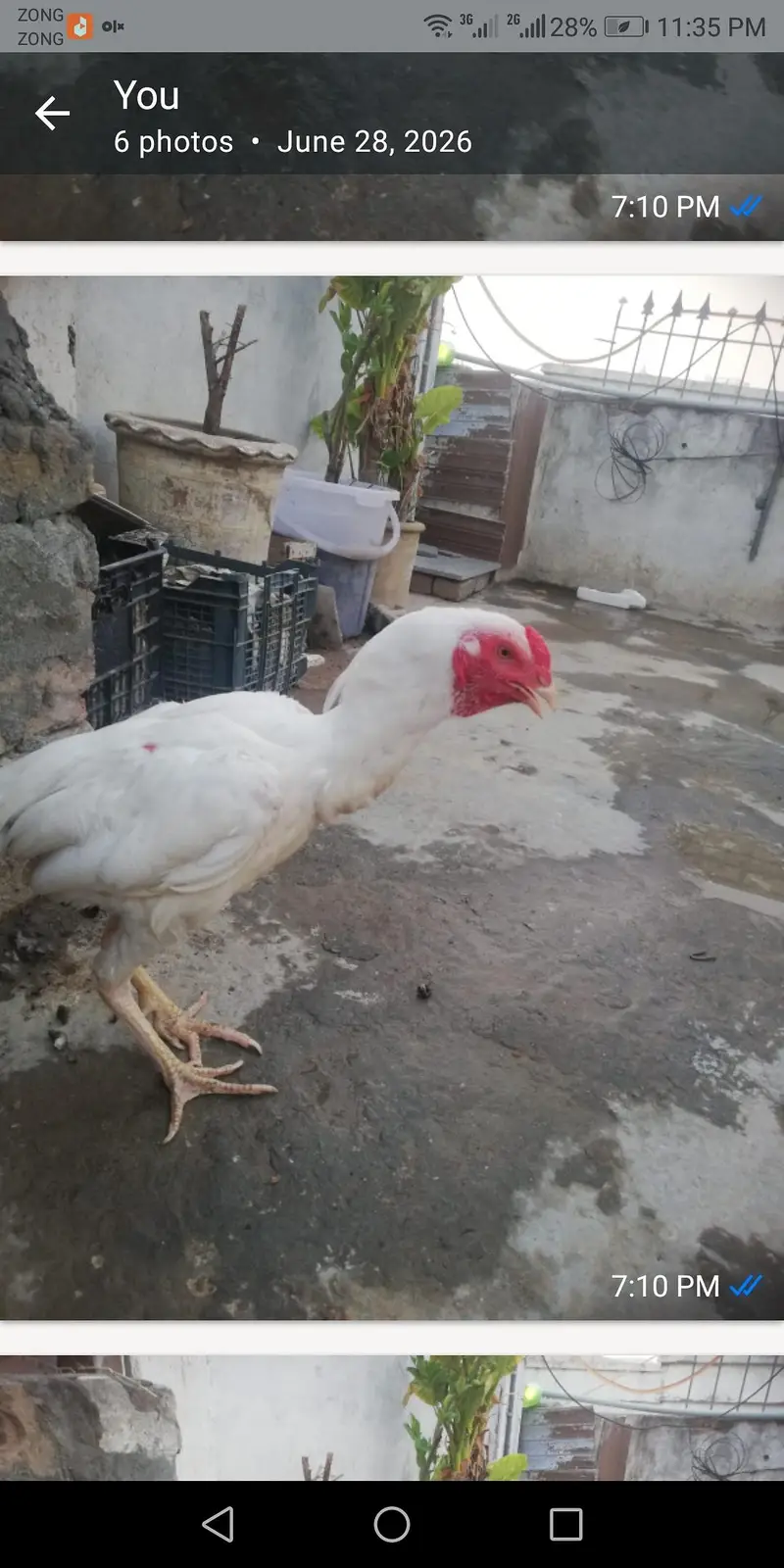 full white aseel male — photo 2