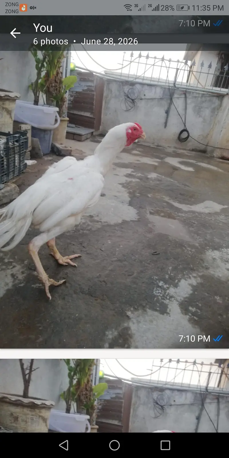 full white aseel male — photo 3