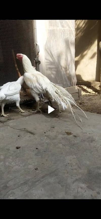 Parrotbeak Breeder Pair