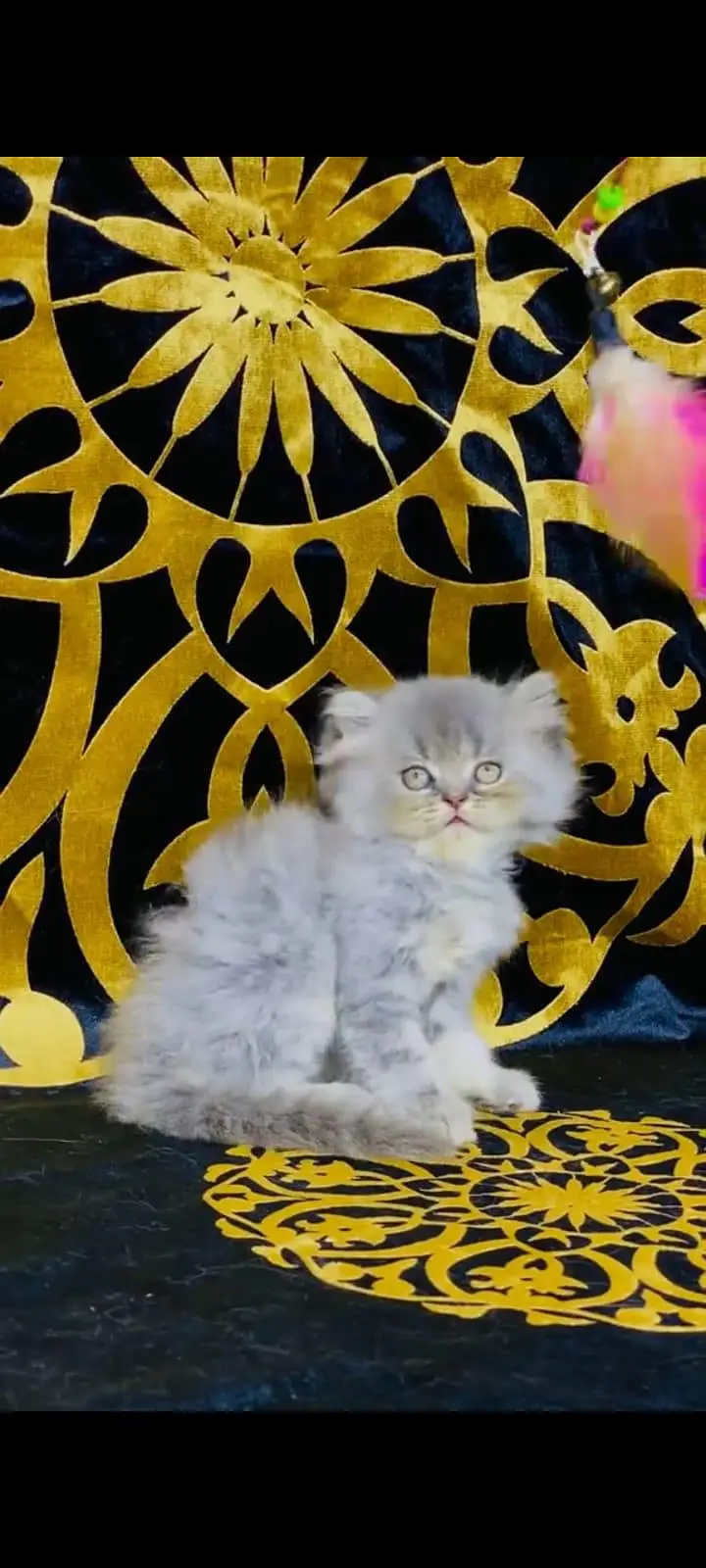 pure Persian cats vaccinated and healthy active WhatsApp/0344/6895398/ — photo 2