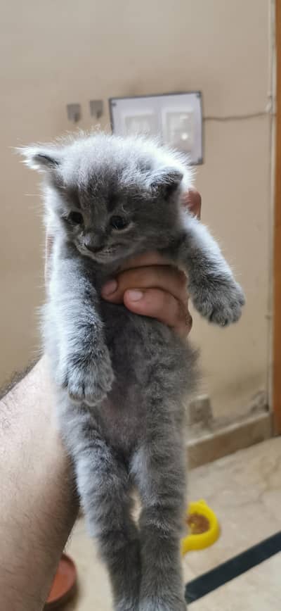 ​Heavy Coat Male Persian Kitten - Grey Doll Face
