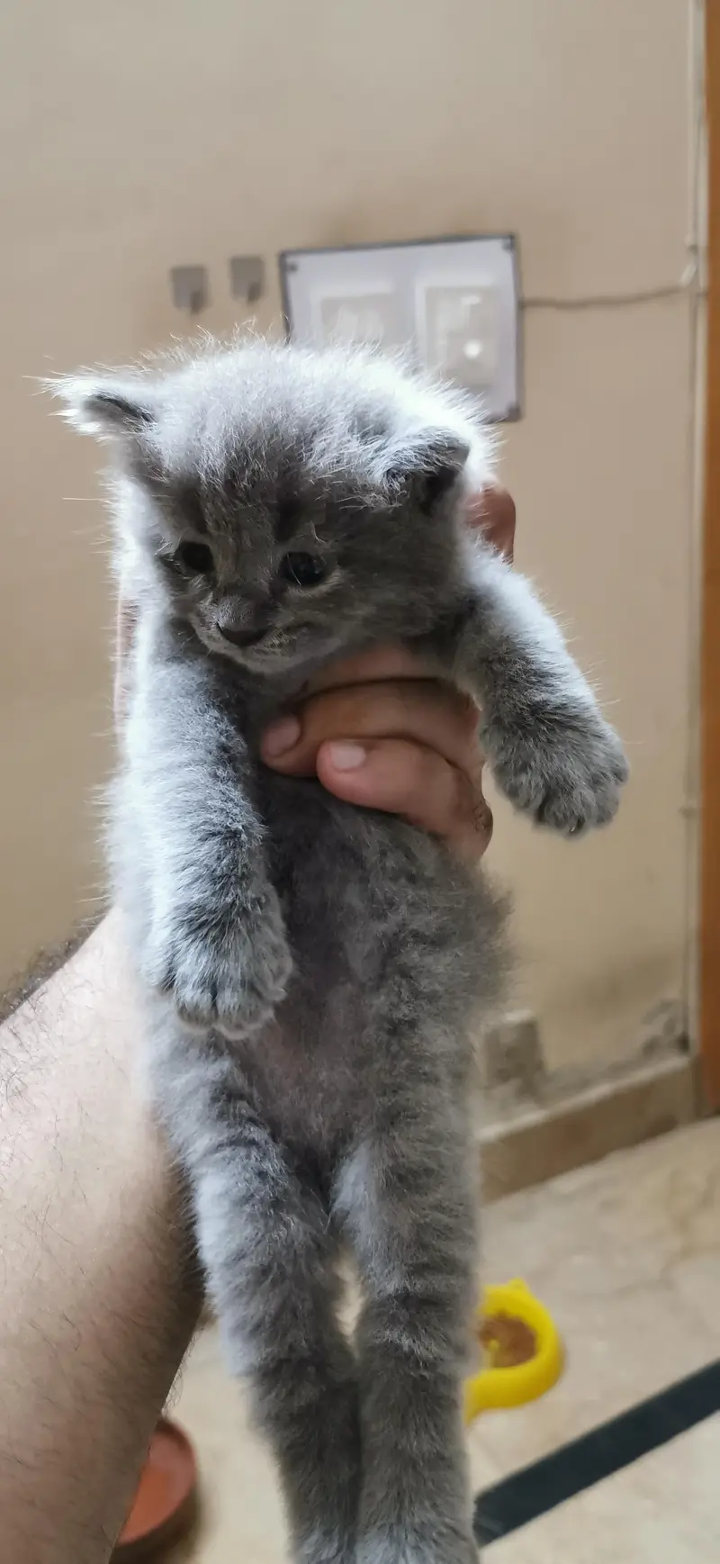 ​Heavy Coat Male Persian Kitten - Grey Doll Face