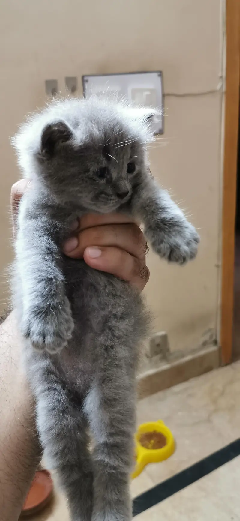 ​Heavy Coat Male Persian Kitten - Grey Doll Face — photo 2