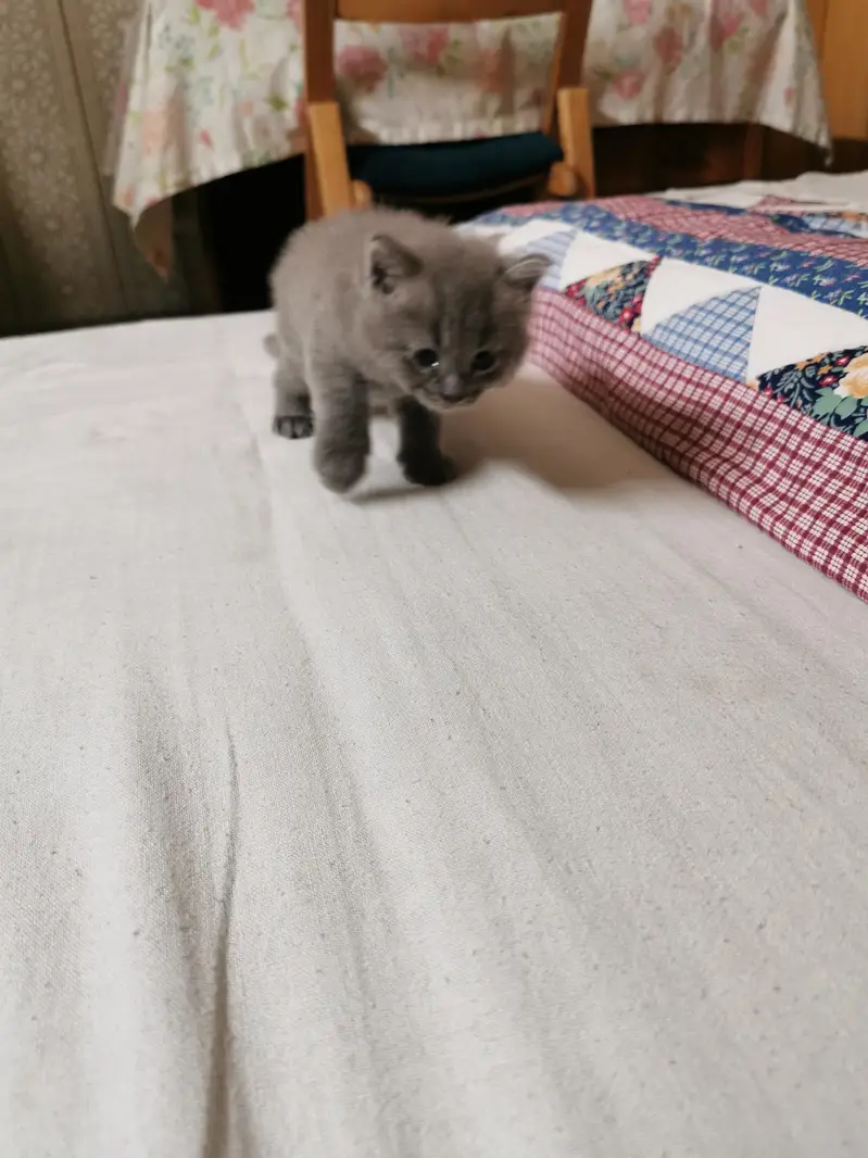 ​Heavy Coat Male Persian Kitten - Grey Doll Face — photo 3