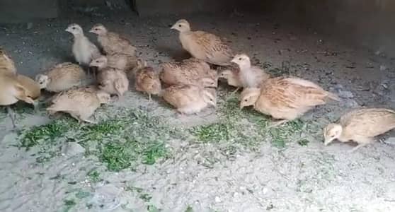 Dakhni Iranii chicks For Sale
