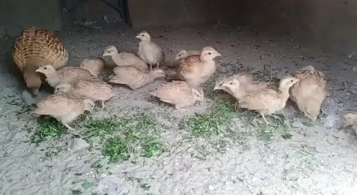 Dakhni Iranii chicks For Sale — photo 2